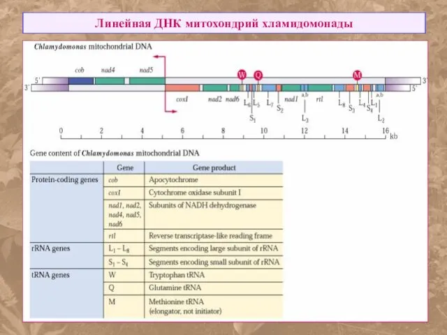 Линейная ДНК митохондрий хламидомонады