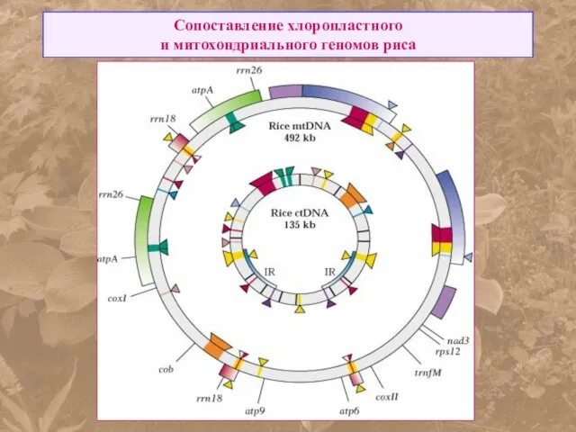 Сопоставление хлоропластного и митохондриального геномов риса