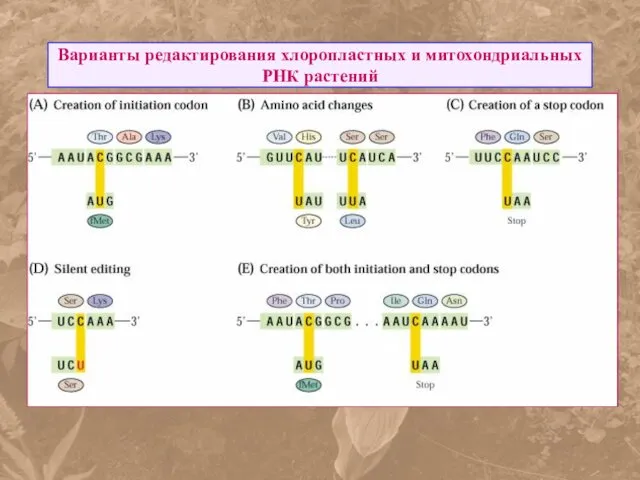 Варианты редактирования хлоропластных и митохондриальных РНК растений