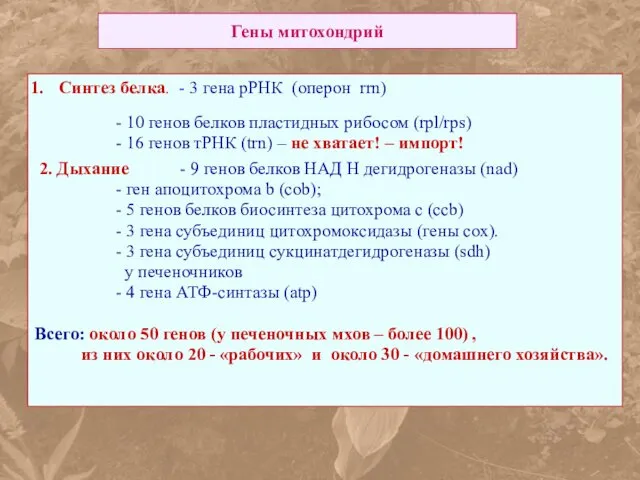 Гены митохондрий Синтез белка. - 3 гена рРНК (оперон rrn) -