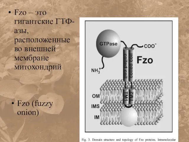 Fzo – это гигантские ГТФ-азы, расположенные во внешней мембране митохондрий Fzo (fuzzy onion)