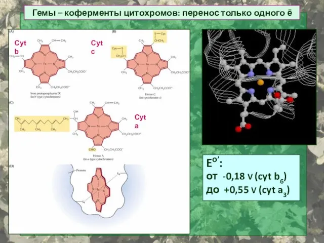 Гемы – коферменты цитохромов: перенос только одного ē Eо’: от -0,18