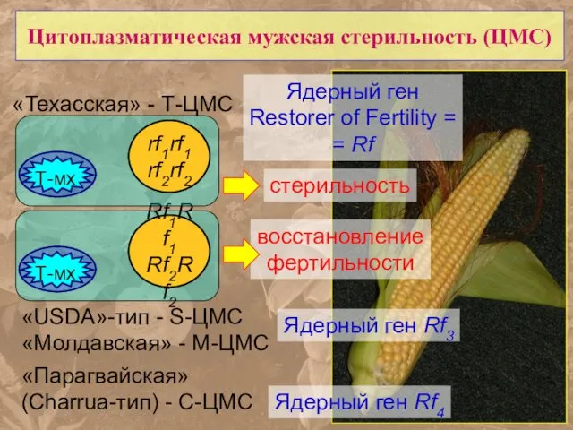 Цитоплазматическая мужская стерильность (ЦМС) «Техасская» - Т-ЦМС «USDA»-тип - S-ЦМС «Молдавская»