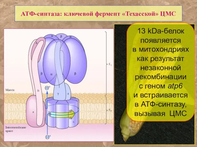 АТФ-синтаза: ключевой фермент «Техасской» ЦМС 13 kDa-белок появляется в митохондриях как