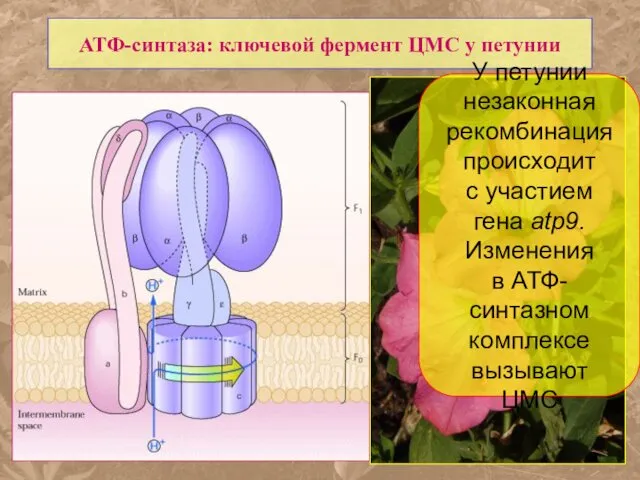 АТФ-синтаза: ключевой фермент ЦМС у петунии У петунии незаконная рекомбинация происходит