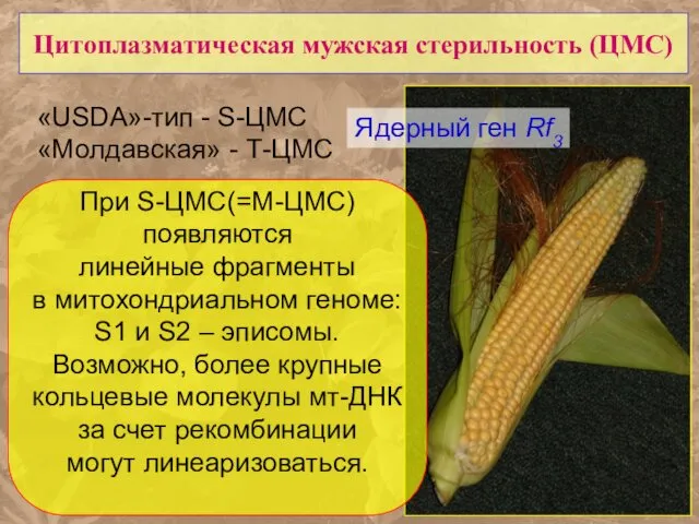 Цитоплазматическая мужская стерильность (ЦМС) «USDA»-тип - S-ЦМС «Молдавская» - Т-ЦМС Ядерный