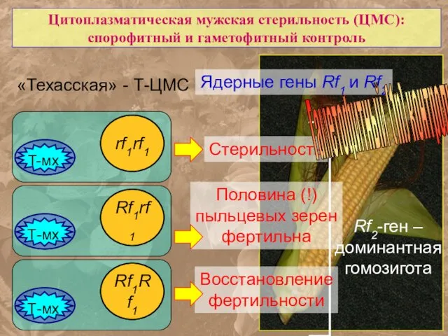 Цитоплазматическая мужская стерильность (ЦМС): спорофитный и гаметофитный контроль «Техасская» - Т-ЦМС