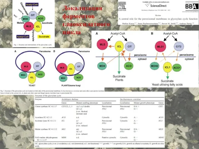 Локализация ферментов глиоксилатного цикла