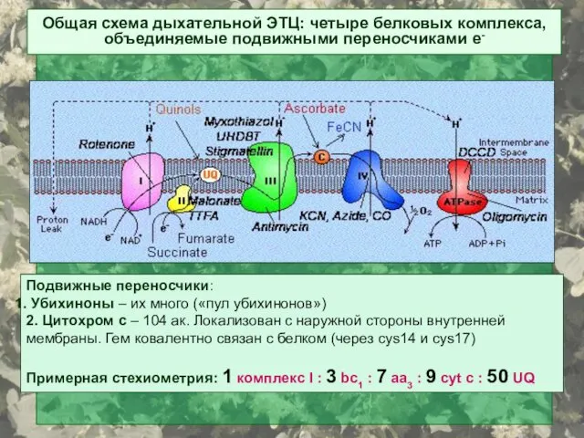 Подвижные переносчики: Убихиноны – их много («пул убихинонов») 2. Цитохром с