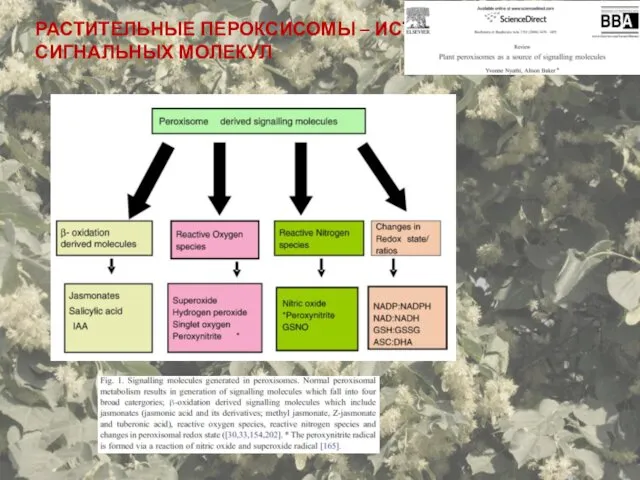 РАСТИТЕЛЬНЫЕ ПЕРОКСИСОМЫ – ИСТОЧНИК СИГНАЛЬНЫХ МОЛЕКУЛ