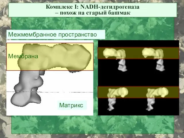 Комплекс I: NADH-дегидрогеназа – похож на старый башмак Матрикс Межмембранное пространство Мембрана