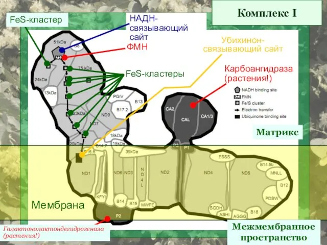 Комплекс I Матрикс Межмембранное пространство Мембрана ФМН НАДН- связывающий сайт FeS-кластеры