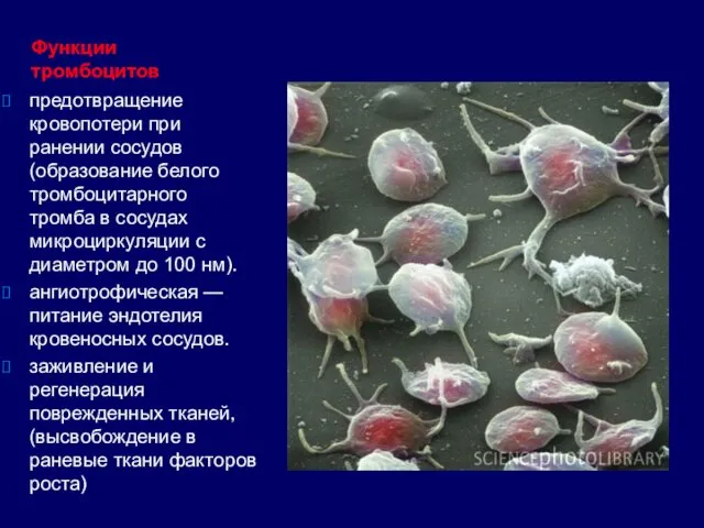 Функции тромбоцитов предотвращение кровопотери при ранении сосудов (образование белого тромбоцитарного тромба