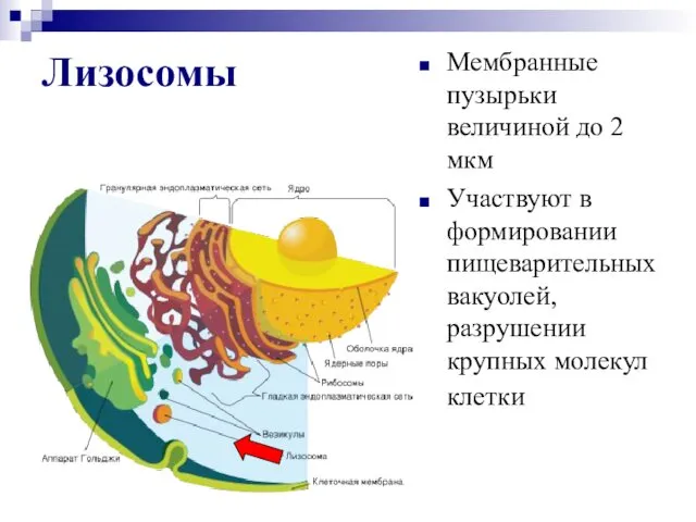 Лизосомы Мембранные пузырьки величиной до 2 мкм Участвуют в формировании пищеварительных вакуолей, разрушении крупных молекул клетки