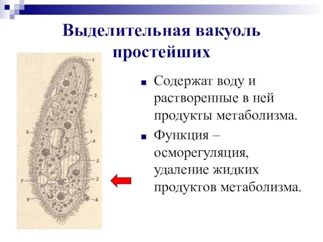 Выделительная вакуоль простейших Содержат воду и растворенные в ней продукты метаболизма.