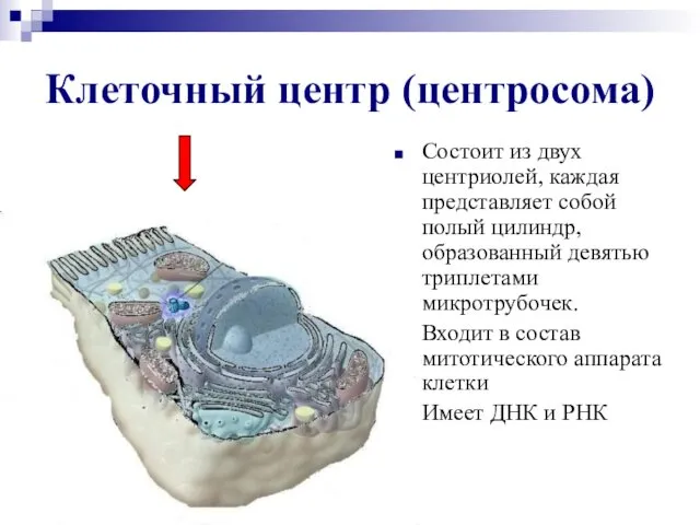 Клеточный центр (центросома) Состоит из двух центриолей, каждая представляет собой полый