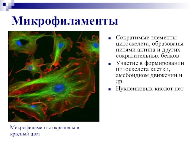 Микрофиламенты Сократимые элементы цитоскелета, образованы нитями актина и других сократительных белков