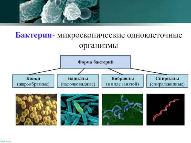 Бактерии- микроскопические одноклеточные организмы