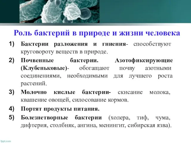 Роль бактерий в природе и жизни человека Бактерии разложения и гниения-