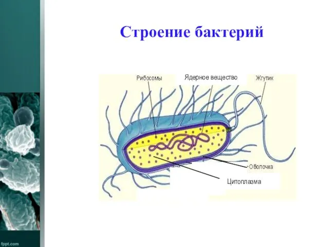 Строение бактерий