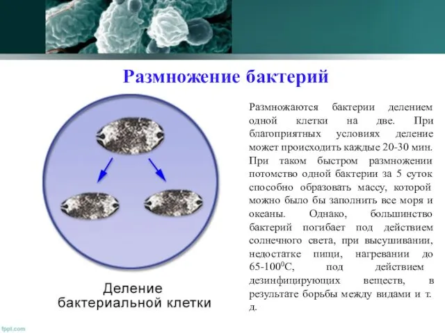 Размножение бактерий Размножаются бактерии делением одной клетки на две. При благоприятных