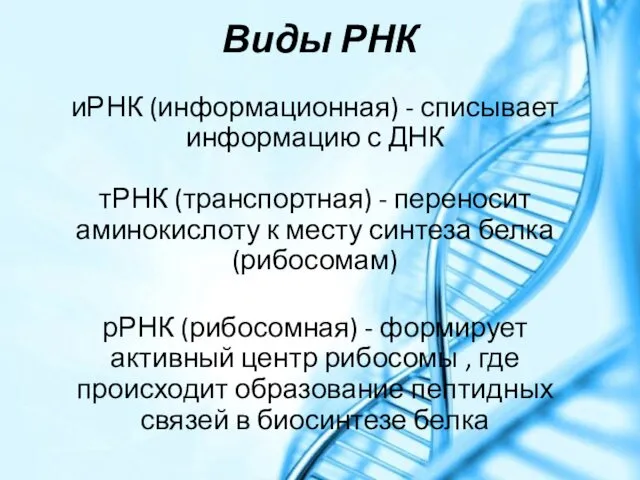 Виды РНК иРНК (информационная) - списывает информацию с ДНК тРНК (транспортная)