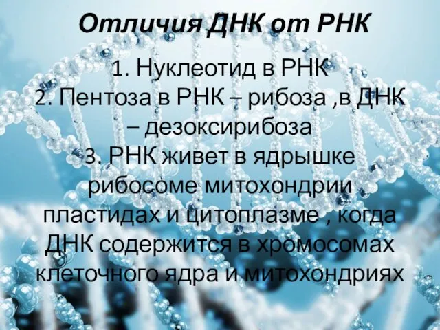 Отличия ДНК от РНК 1. Нуклеотид в РНК 2. Пентоза в