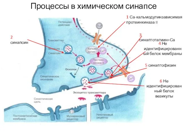 Процессы в химическом синапсе 1 Са-кальмодулинзависимая протеинкиназа II 2 синапсин 3