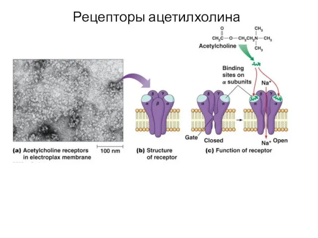 Рецепторы ацетилхолина