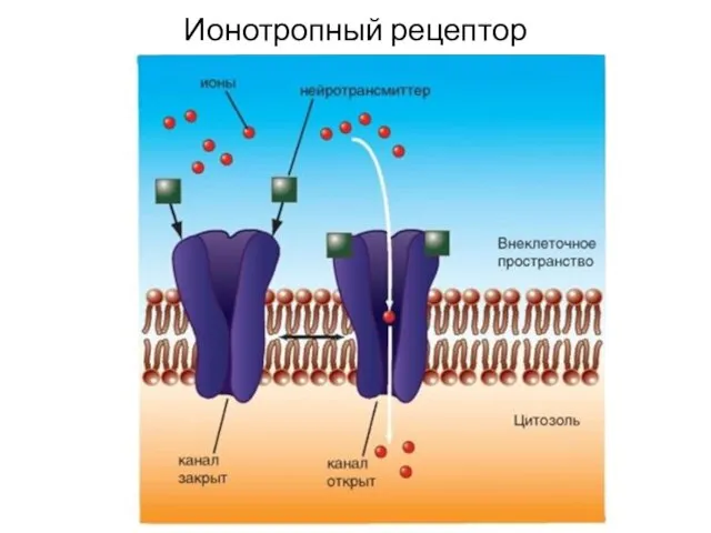 Ионотропный рецептор