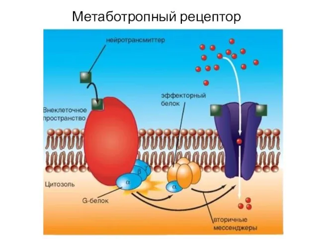 Метаботропный рецептор