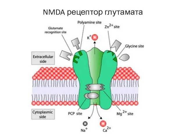 NMDA рецептор глутамата