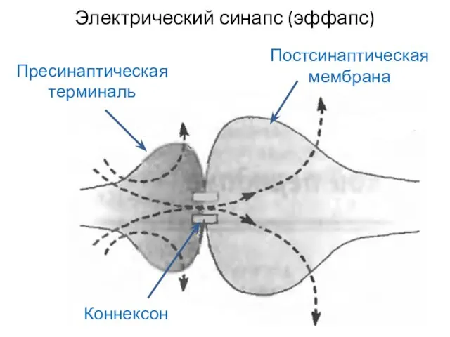 Электрический синапс (эффапс)