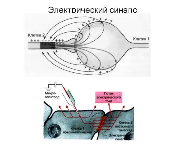 Электрический синапс