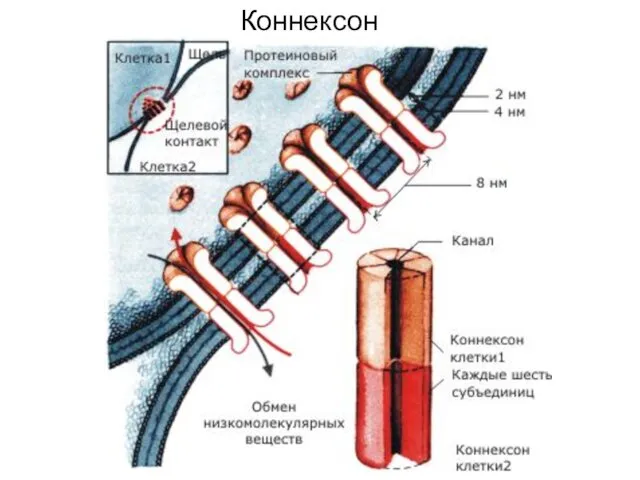 Коннексон