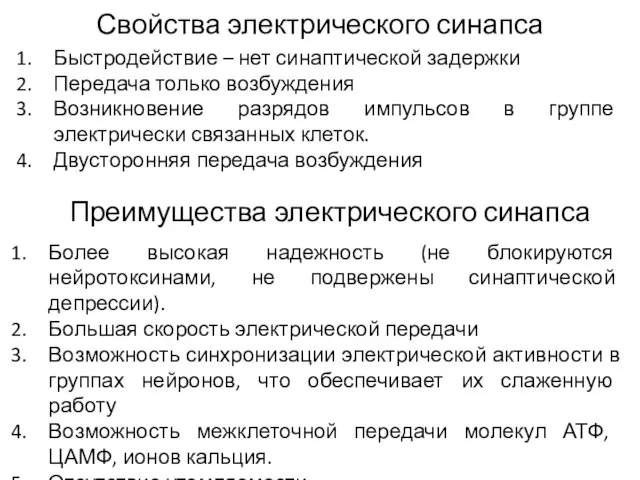 Свойства электрического синапса Быстродействие – нет синаптической задержки Передача только возбуждения