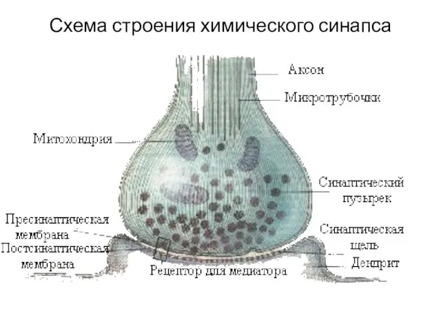 Схема строения химического синапса