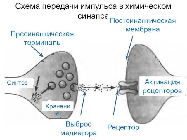 Схема передачи импульса в химическом синапсе