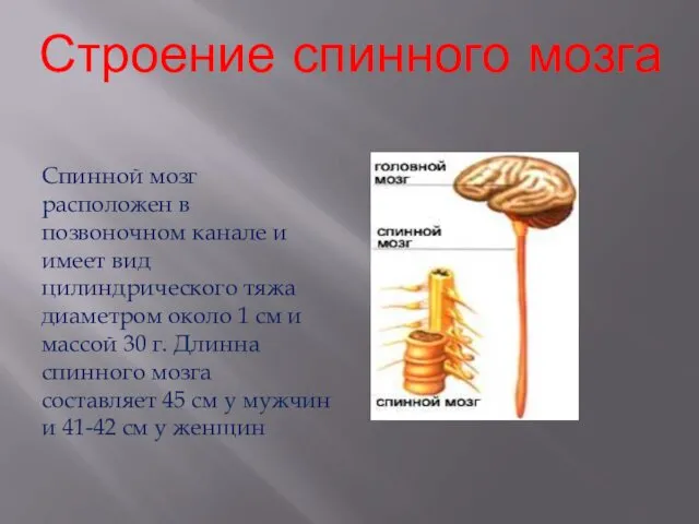 Строение спинного мозга Спинной мозг расположен в позвоночном канале и имеет