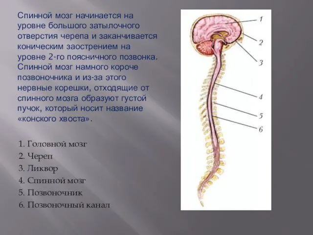 Спинной мозг начинается на уровне большого затылочного отверстия черепа и заканчивается