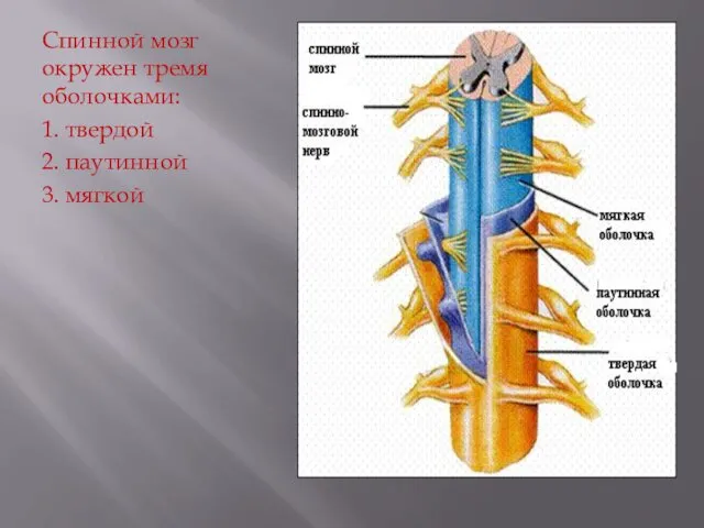 Спинной мозг окружен тремя оболочками: 1. твердой 2. паутинной 3. мягкой