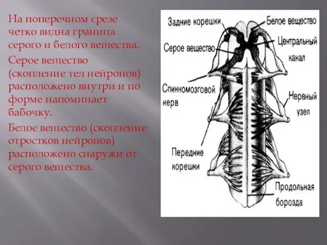 На поперечном срезе четко видна граница серого и белого вещества. Серое