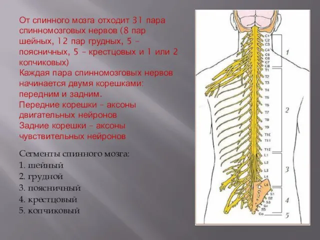 От спинного мозга отходит 31 пара спинномозговых нервов (8 пар шейных,