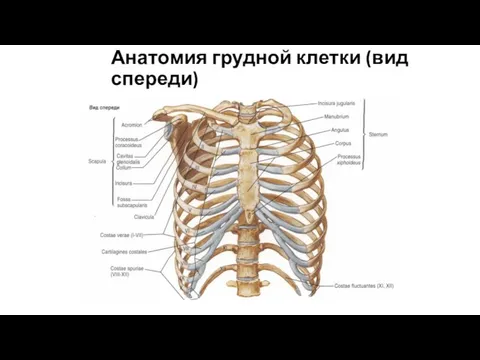 Анатомия грудной клетки (вид спереди)