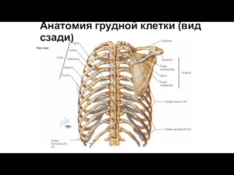 Анатомия грудной клетки (вид сзади)