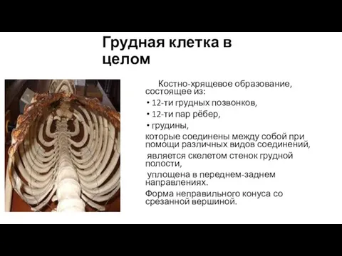 Грудная клетка в целом Костно-хрящевое образование, состоящее из: 12-ти грудных позвонков,