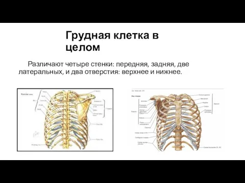 Грудная клетка в целом Различают четыре стенки: передняя, задняя, две латеральных,