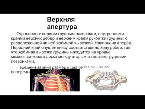 Верхняя апертура Ограничено: первым грудным позвонком, внутренними краями верхних рёбер и