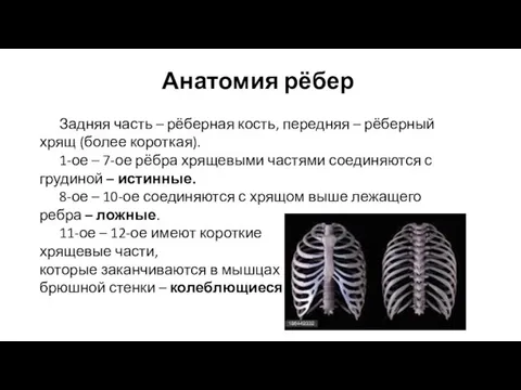 Анатомия рёбер Задняя часть – рёберная кость, передняя – рёберный хрящ