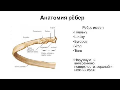 Анатомия рёбер Ребро имеет: Головку Шейку Бугорок Угол Тело Наружную и